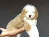 Dev Boy Labradoodle Muhteşem Renk Aşili