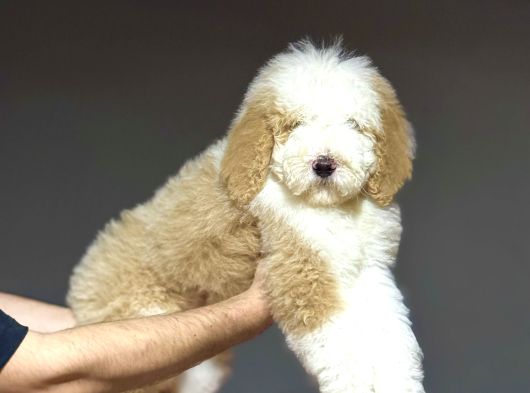 Dev Boy Labradoodle Muhteşem Renk Aşili görsel