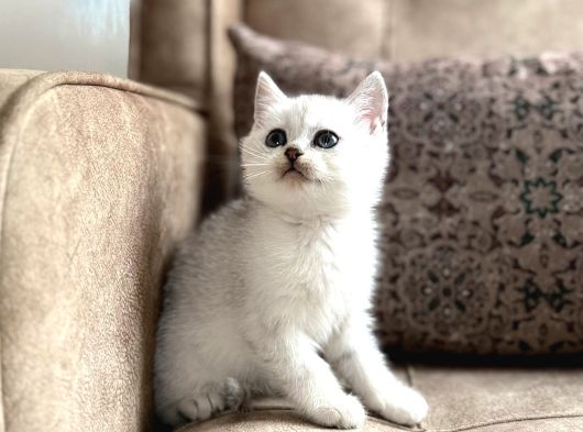 Avrupa Standartlarında British Shorthair Yavrular  Premium görsel