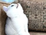 Avrupa Standartlarında British Shorthair Yavrular  Premium