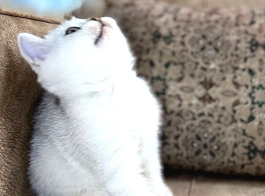 Avrupa Standartlarında British Shorthair Yavrular  Premium görsel