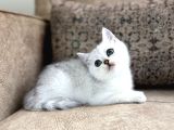 Avrupa Standartlarında British Shorthair Yavrular  Premium