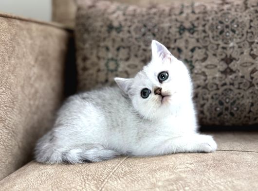 Avrupa Standartlarında British Shorthair Yavrular  Premium görsel