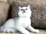 Avrupa Standartlarında British Shorthair Yavrular  Premium