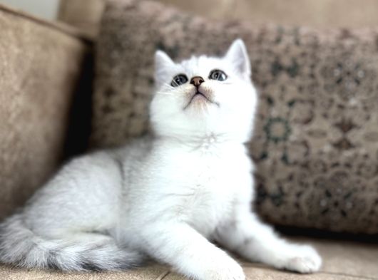 Avrupa Standartlarında British Shorthair Yavrular  Premium görsel