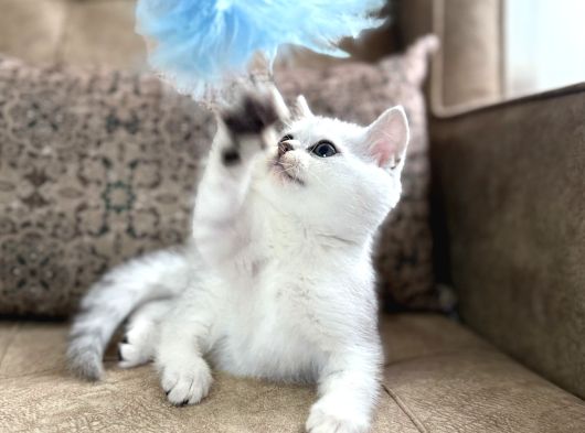 Avrupa Standartlarında British Shorthair Yavrular  Premium