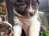 Rengiyle Farklılık Yaratan Border Collie Bebekler