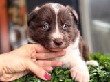 Rengiyle Farklılık Yaratan Border Collie Bebekler