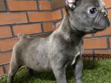 Lilaktan Ve Blue French Buldog