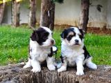 Morkie Yavrularımız
