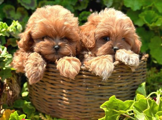 Kore Maltipoo Yavrularımız görsel