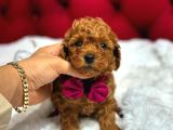 Toy Poodle Sevi̇mli̇ Yavrular Ev Üreti̇mi̇