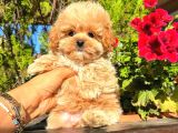 Micro Kore Maltipoo Yavrularımız