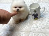Ayı Surat Teacup Pomerian Boo Yavrumuz Boby