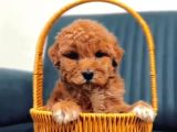 MALTİPOO CİNSİ YAVRULAR EV ÜRETİMİ