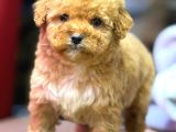 Malti̇poo Ci̇nsi̇ Yavrular Ev Üreti̇mi̇