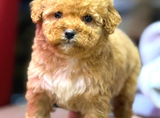 Malti̇poo Ci̇nsi̇ Yavrular Ev Üreti̇mi̇ görsel