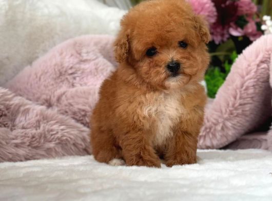 Malti̇poo Ci̇nsi̇ Yavrular Ev Üreti̇mi̇