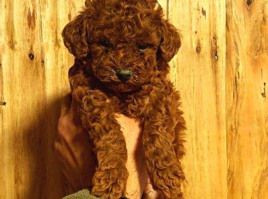 Toy Poodle Sevi̇mli̇ Yavrular Ev Üreti̇mi̇