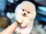 Pomeranian boo ayı surat yavrular mağazamızdan sizlerle