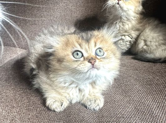Golden Çok Güzel Özel Scottish Fold Yavrularım görsel