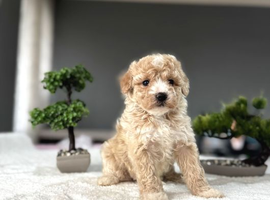 Özel Renk Malti̇poo Bebekleri̇mi̇z Aşili görsel