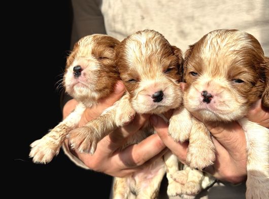 Üst Kalite Cavalier King Charles Bebekler görsel