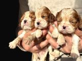 Üst Kalite Cavalier King Charles Bebekler