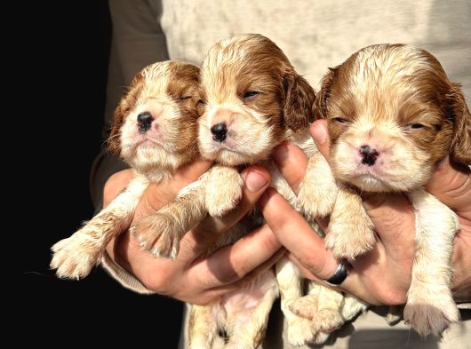 Üst Kalite Cavalier King Charles Bebekler görsel