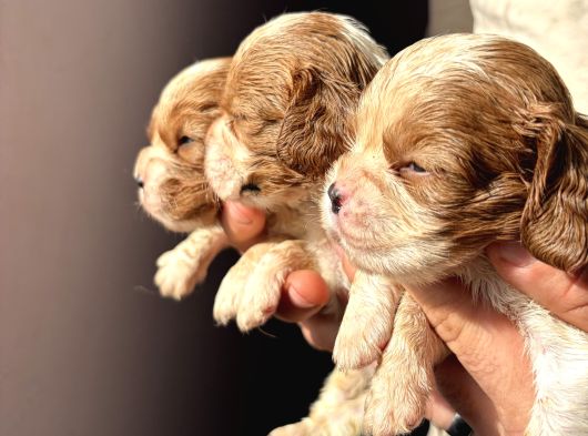 Üst Kalite Cavalier King Charles Bebekler