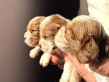 Üst Kalite Cavalier King Charles Bebekler
