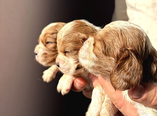 Üst Kalite Cavalier King Charles Bebekler görsel
