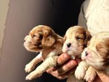 Üst Kalite Cavalier King Charles Bebekler