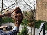 Toy Poodle Yavrularımız