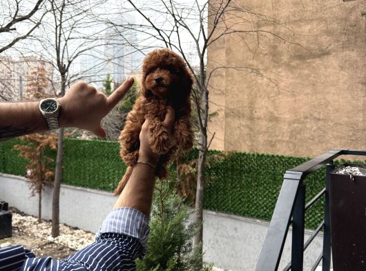 Toy Poodle Yavrularımız görsel