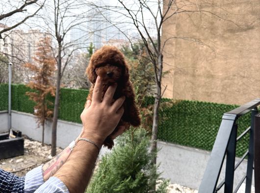 Toy Poodle Yavrularımız görsel