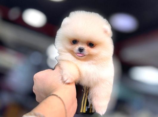 Pomeranian Boo Ayı Surat Yavrular Mağazamızdan Sizlerle görsel
