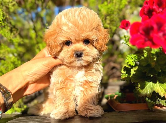 Micro Kore Maltipoo Yavrularımız