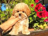 Micro Kore Maltipoo Yavrularımız