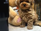 Red Toy Poodle Yavrumuz