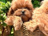 Kore Maltipoo Yavrularımız