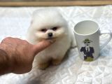 Ayı Surat Teacup Pomerian Boo Yavrumuz Boby