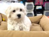 Efsane Güzellikte Vonalp Pet Garantili Maltese Terrier