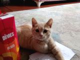 Britsh Shorthair