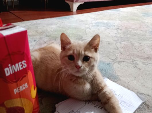Britsh Shorthair görsel