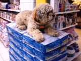 Anne Altından Shih Poo