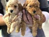 Vonalpet Garantisiyle Mükemmel Kalitede Poodle Yavrularim