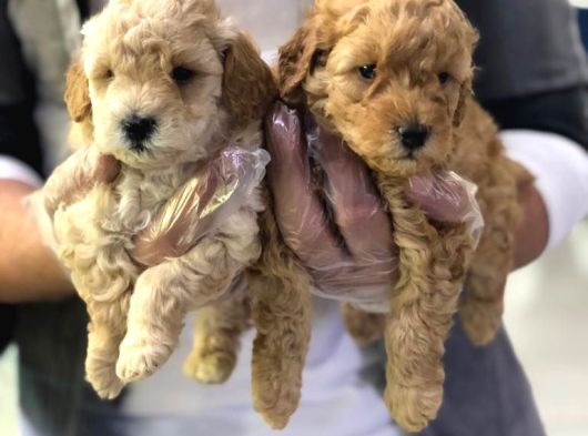 Vonalpet Garantisiyle Mükemmel Kalitede Poodle Yavrularim