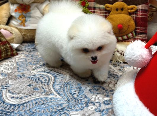 Tedy face Pomeranian yavrum blanck