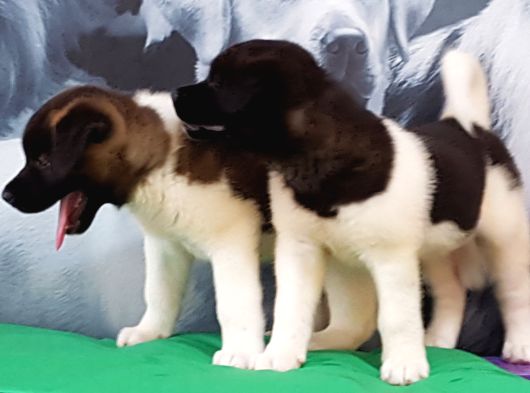 Amerikan Akita Inu Yavruları görsel